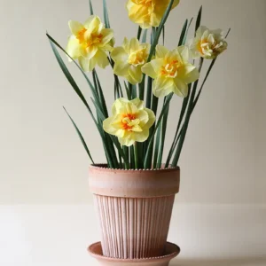 Fresh daffodil bulbs ready for planting in Pakistan – SeedBeej