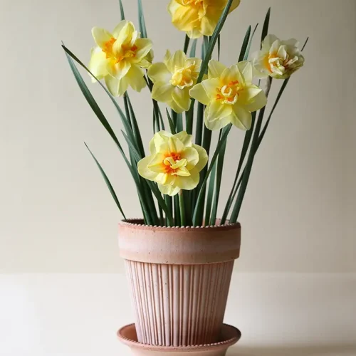 Fresh daffodil bulbs ready for planting in Pakistan – SeedBeej