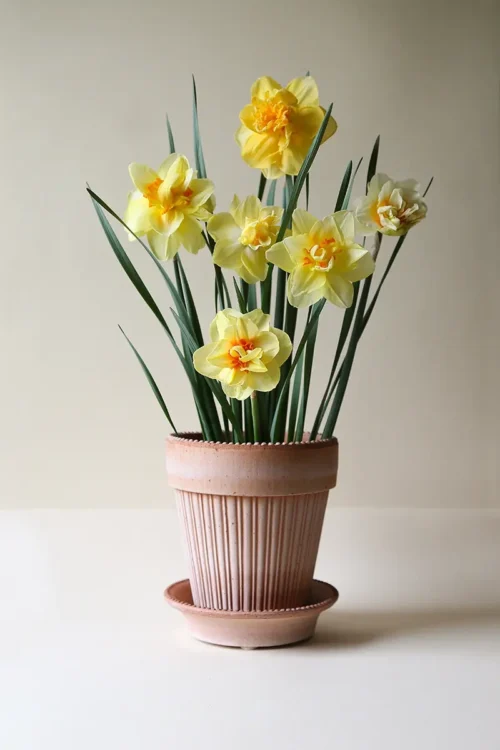 Fresh daffodil bulbs ready for planting in Pakistan – SeedBeej