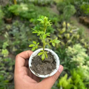Cleome hassleriana Spider Flower Plant with tall pink and purple blooms in Pakistan garden