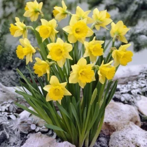 Bright yellow daffodil flowers blooming from SeedBeej bulbs