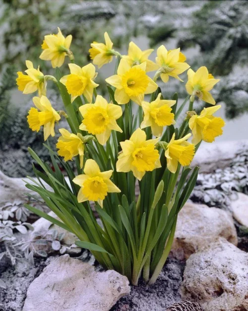 Bright yellow daffodil flowers blooming from SeedBeej bulbs
