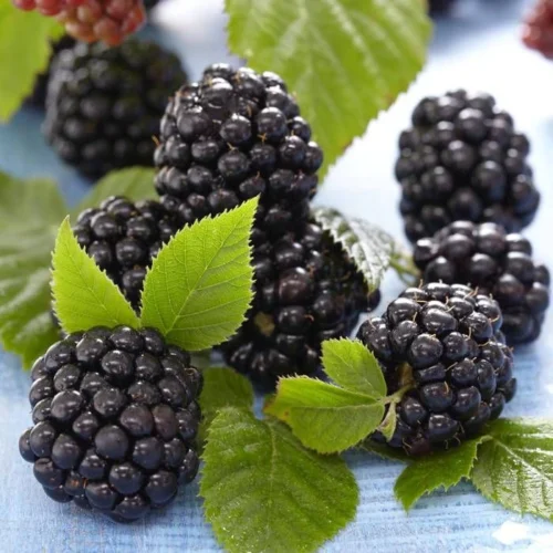 Thornless Blackberry Chester Plant with ripe blackberries in garden