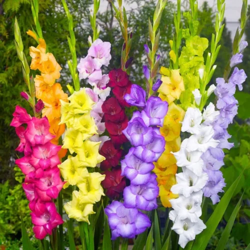 Gladiolus flower bulbs – premium quality bulbs for Pakistan gardens