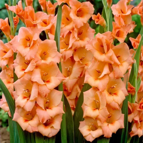 Gladiolus flower bulbs – premium quality bulbs for Pakistan gardens