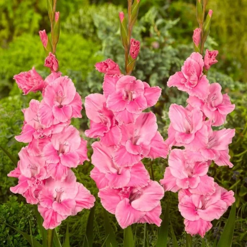 Tall Gladiolus blooms in vibrant colors grown from SeedBeej bulbs
