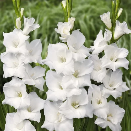 Tall Gladiolus blooms in vibrant colors grown from SeedBeej bulbs