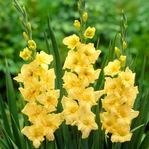 Tall Gladiolus blooms in vibrant colors grown from SeedBeej bulbs