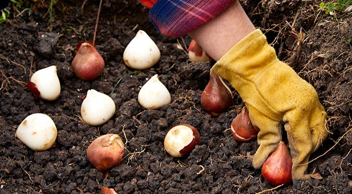 Flower bulbs in Pakistan