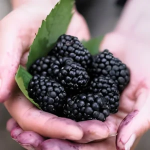 Fresh juicy Chester blackberries harvested from home garden