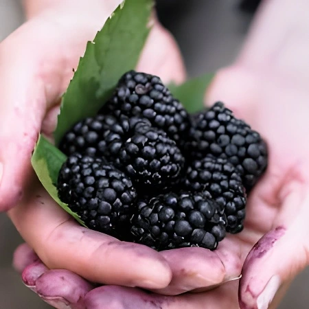 Fresh juicy Chester blackberries harvested from home garden