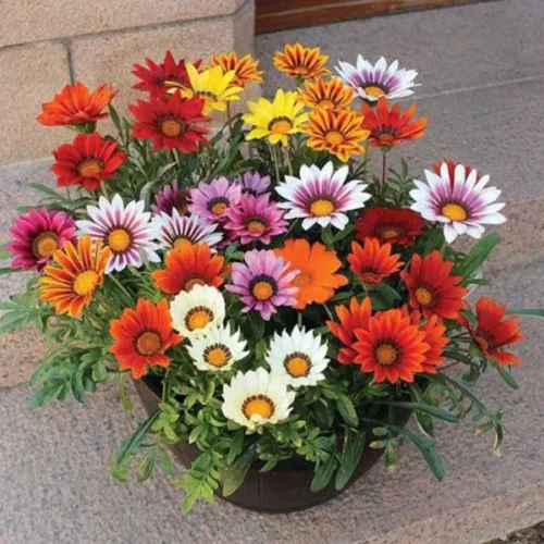 Treasure Flower (Gazania) in a pot with vibrant multi-colored blooms under full sun