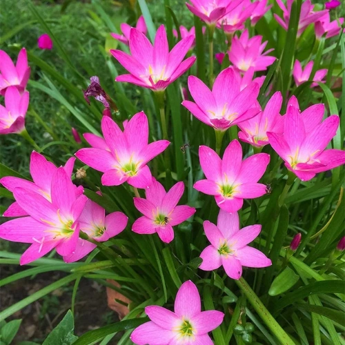 Rain Lily bulbs for sale in Pakistan – SeedBeej.pk Rain Lily bulbs for sale in Pakistan – SeedBeej.pk