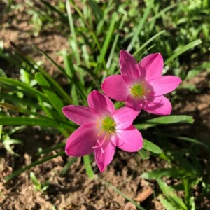 Zephyranthes Rain Lily flowers blooming from bulbs Zephyranthes Rain Lily flowers blooming from bulbs