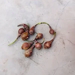 Rain Lily bulbs for sale in Pakistan β SeedBeej.pk Rain Lily bulbs for sale in Pakistan β SeedBeej.pk