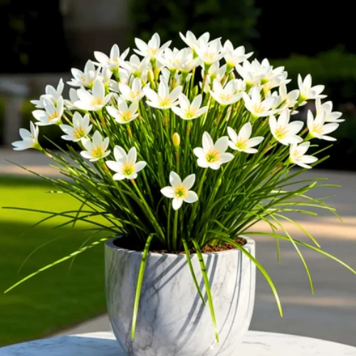 White Rain Lily bulbs for sale in Pakistan β SeedBeej.pk White Rain Lily bulbs for sale in Pakistan β SeedBeej.pk