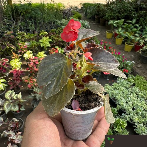 Bada Boom Begonia Red flowers blooming in a garden bed in Pakistan
