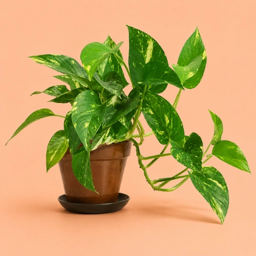 Indoor Money Plant climbing on a moss stick with glossy leaves