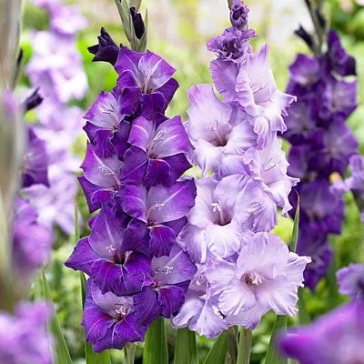 Tall Gladiolus blooms in vibrant colors grown from SeedBeej bulbs