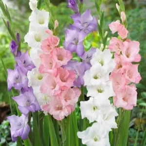 Tall Gladiolus blooms in vibrant colors grown from SeedBeej bulbs
