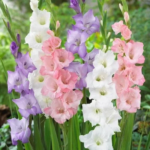 Tall Gladiolus blooms in vibrant colors grown from SeedBeej bulbs