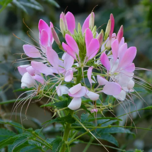 Spinosa Plant (Cleome) with white spider-like flowers growing in outdoor soil