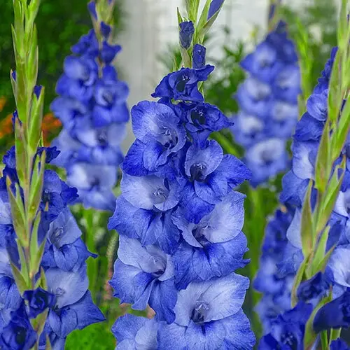 Gladiolus flower bulbs – premium quality bulbs for Pakistan gardens