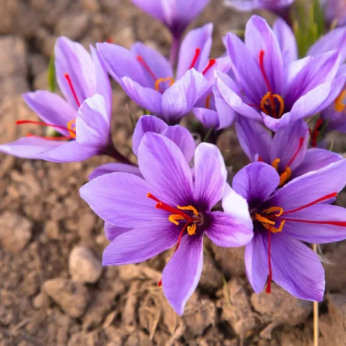 Indian Irani saffron bulbs with purple saffron flowers