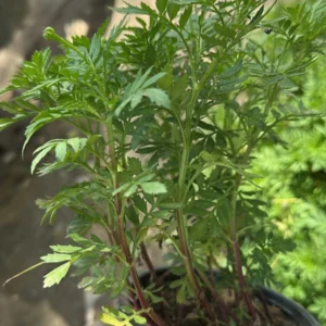 Tecoma vine Plant (mix color)