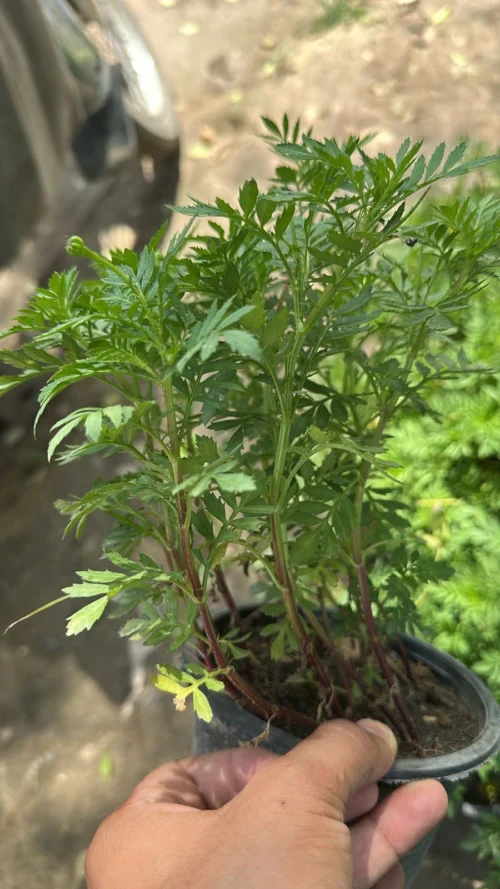 Tecoma vine Plant (mix color)