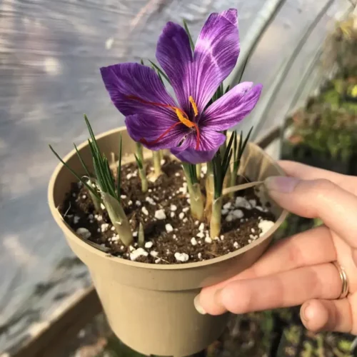 Zafran bulbs growing in Pakistan climate