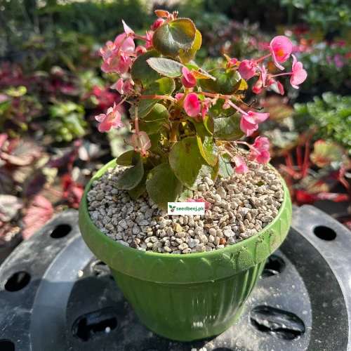 Buy Begonia Pink Plant online at SeedBeej.pk – indoor flowering houseplant