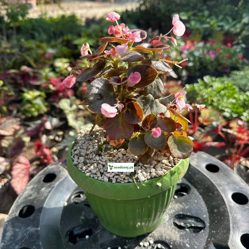 Bada Boom Red Begonia flowering plant in 7-inch pot – Lahore delivery