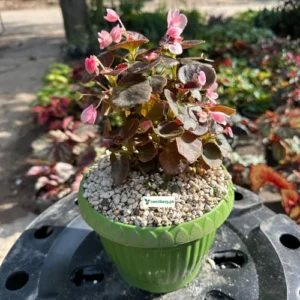 Bada Boom Rose/red Begonia Plant in 7 inches pot