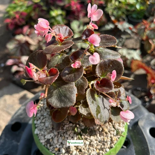 Buy Bada Boom Rose Begonia online at SeedBeej.pk – indoor flowering houseplant