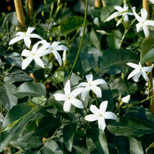 Jasmine plant growing in a pot under Pakistan’s warm sunlight