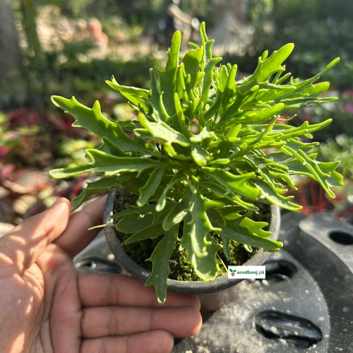 Colorful Kalanchoe succulent with long-lasting flowers – SeedBeej.pk