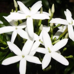 Fresh jasmine plant with white star-shaped fragrant flowers in bloom