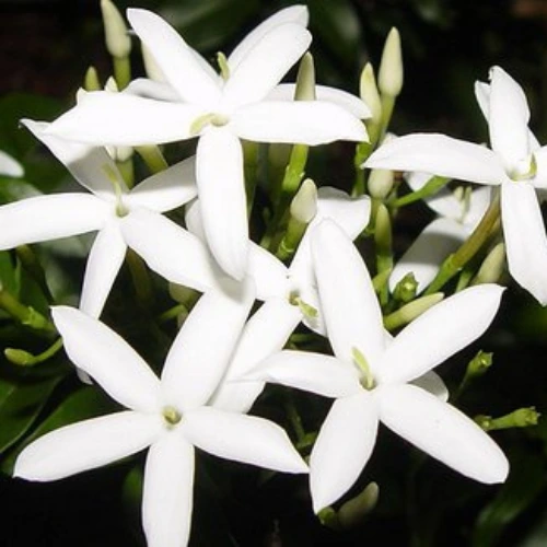 Fresh jasmine plant with white star-shaped fragrant flowers in bloom
