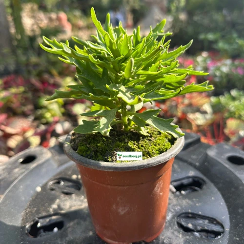 Kalanchoe indoor flowering plant in pot – buy online Lahore