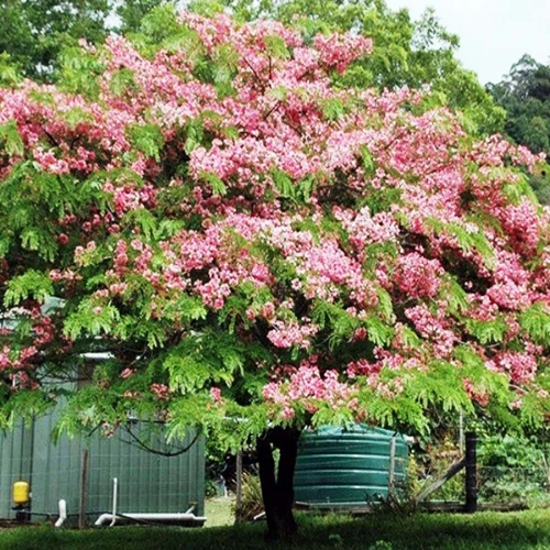 Cassia Nodosa Grafted Plant