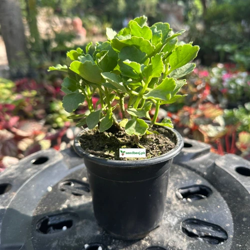 Healthy Kalanchoe Plant in pot – Indoor flowering succulent Lahore