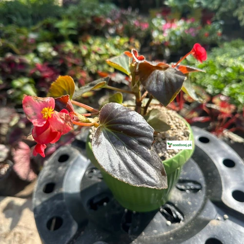 Big Begonia Red Plant in pot – Indoor flowering plant Lahore