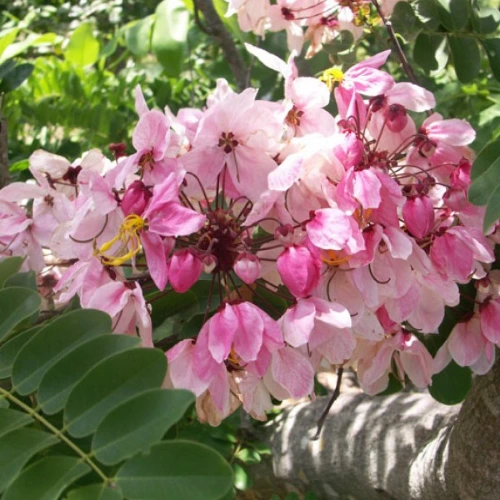 Cassia Nodosa plant with cascading clusters of pink blossoms