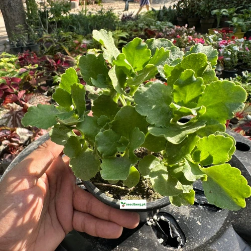 Buy Kalanchoe indoor succulent with glossy leaves online in Lahore