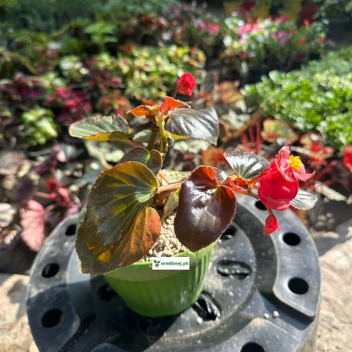 Buy Begonia red indoor plant with lush leaves online in Lahore