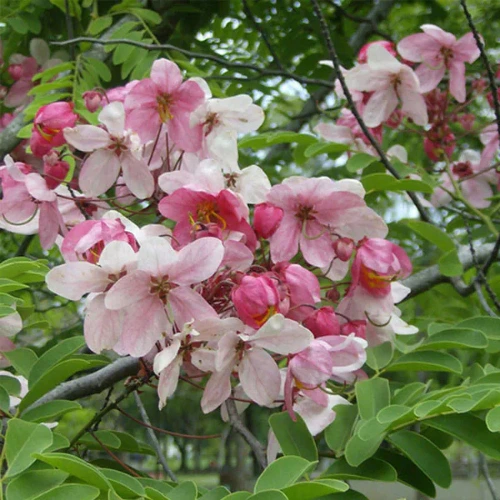 Flowering Cassia Nodosa tree thriving in Pakistan garden