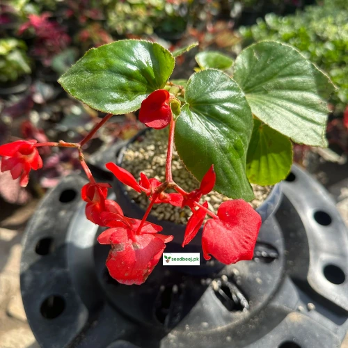 Big Begonia Pink Plant in pot – Indoor flowering plant Lahore