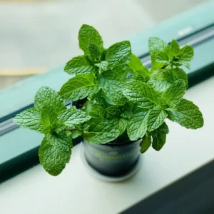 Mint Plant