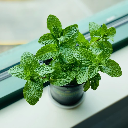 Mint Plant